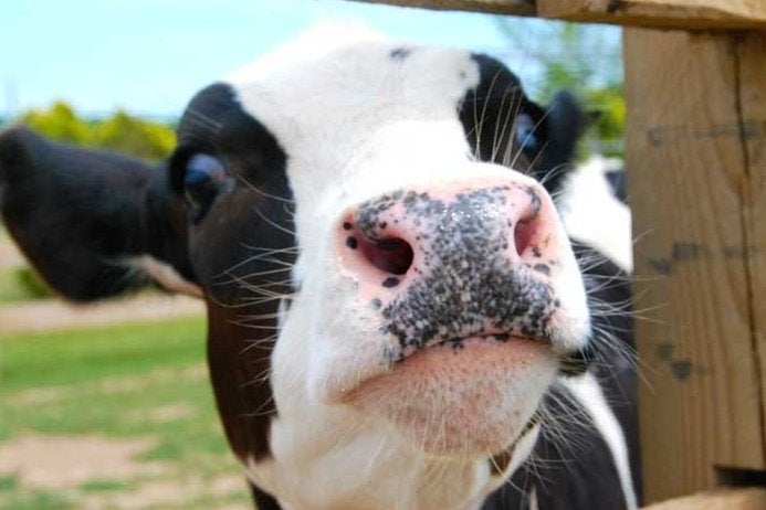 Imagem para Vacas invadem Diablo III no seu terceiro aniversário