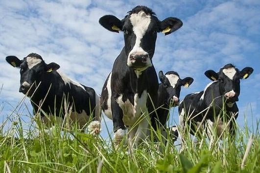 Imagem para PETA critica mini-jogo de ordenhar vacas de 1-2 Switch