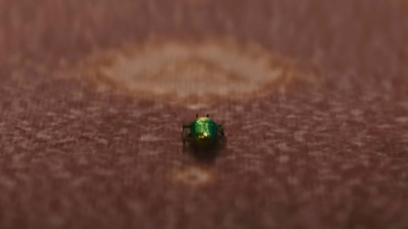 Serial 1899 - zielony robak, chrząszcz, znaczenie