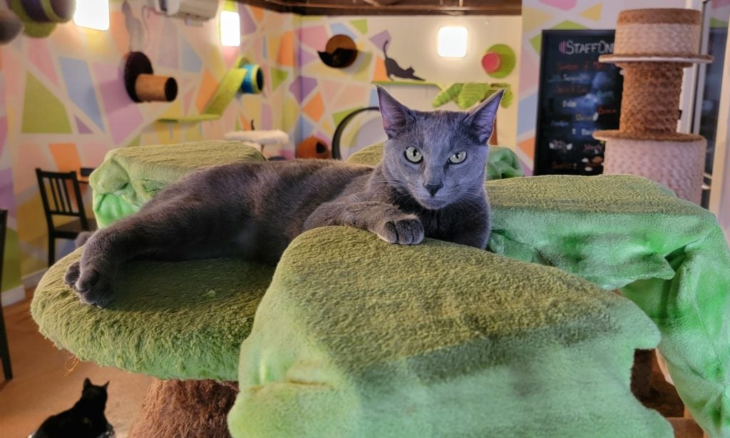 Image of grey cat looking at camera in a green bed