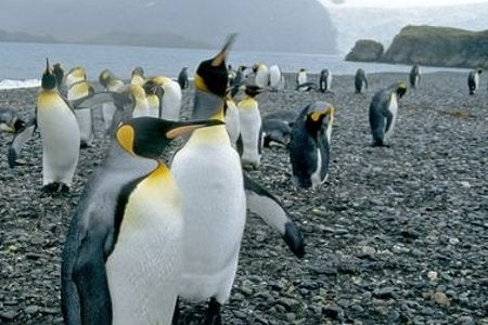 Behind The Beak Of Club Penguin: Would You Let Your Child Play? |  Eurogamer.net