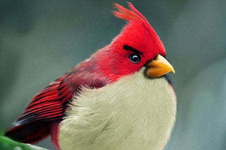 Imagen para Rovio quiere Angry Birds Space "en todas las pantallas"