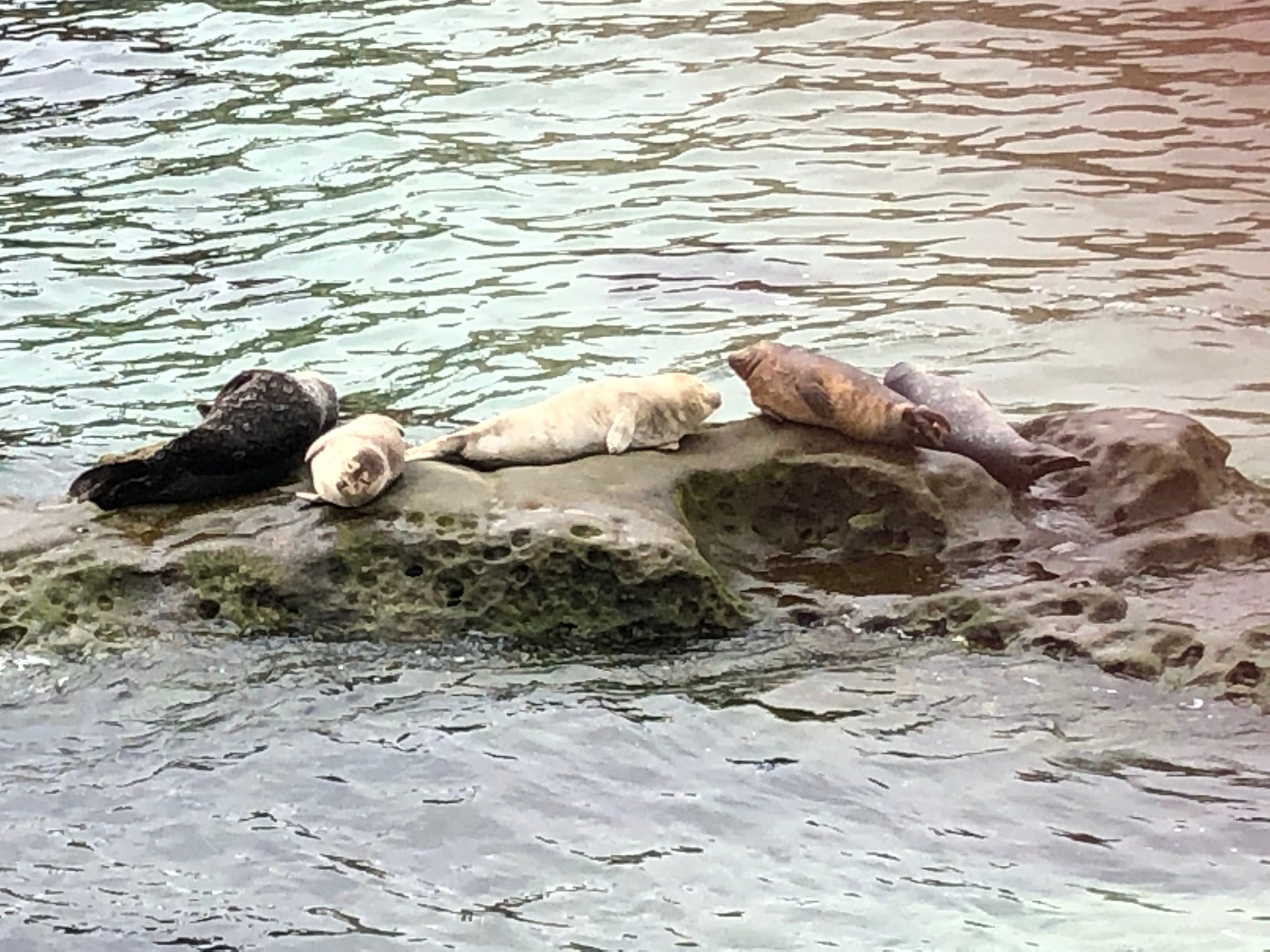 Sea lions resting in La Jolla Cove