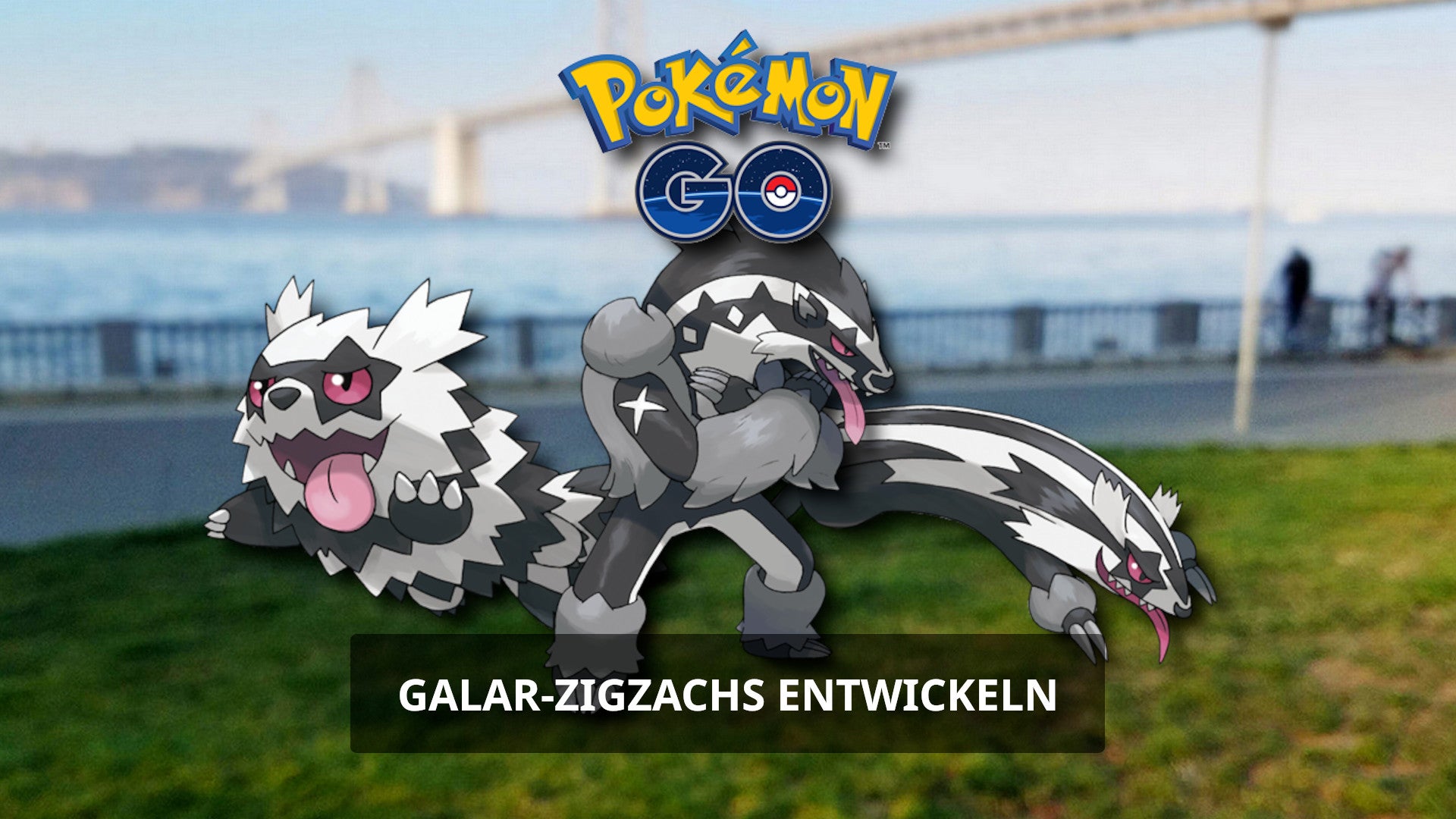 Bilder zu Pokémon Go: Galar-Zigzachs entwickeln - Wie ihr Galar-Geradaks und Barrikadax bekommt