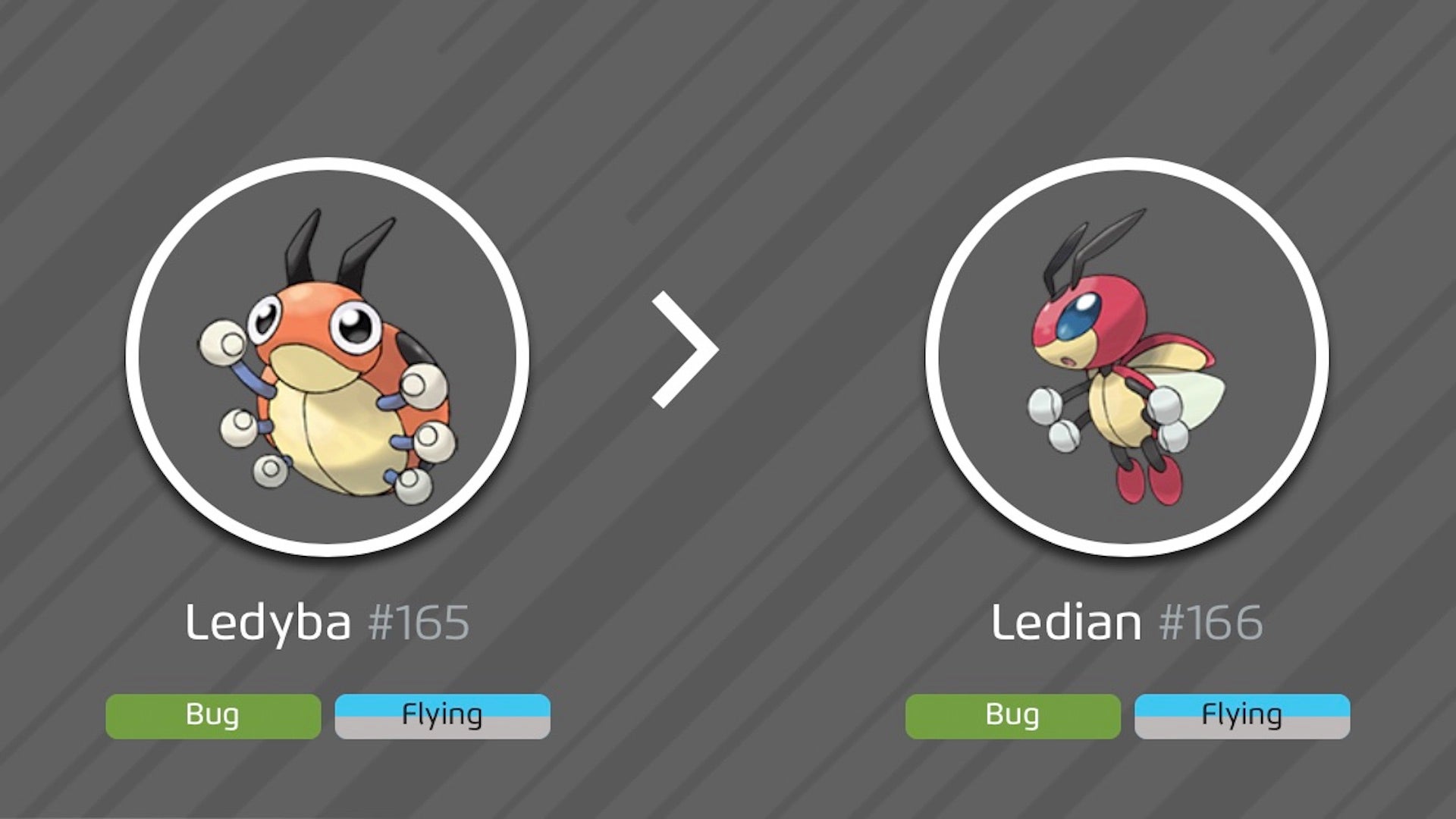 Ledyba next to her Ledian evolution.  The type is indicated under each of them, reads as follows: Bug and Flying