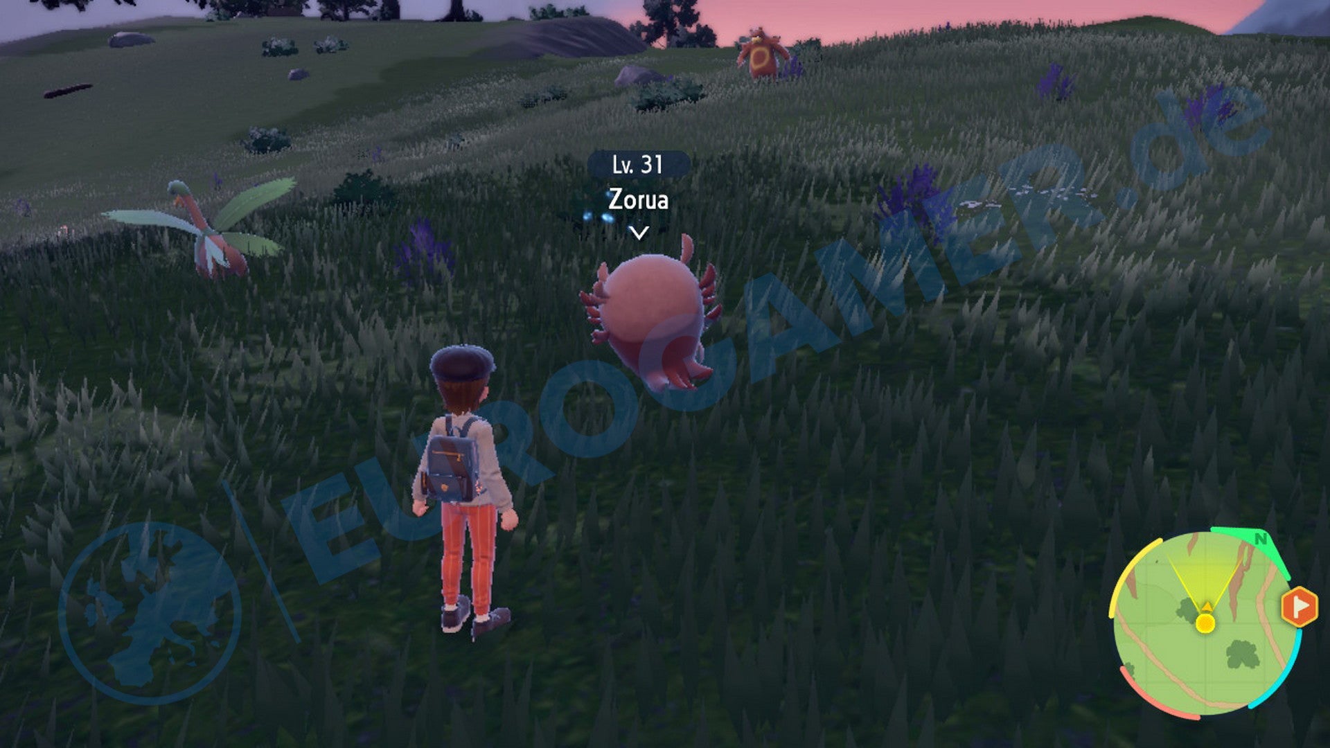 Wie ihr Zorua in Pokémon Karmesin und Purpur entdeckt.