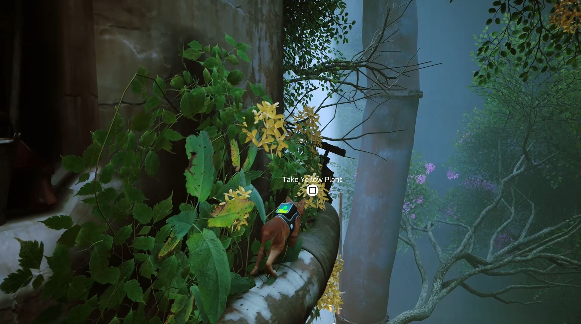 Stray red plant  yellow plant and purple plant locations explained - 39
