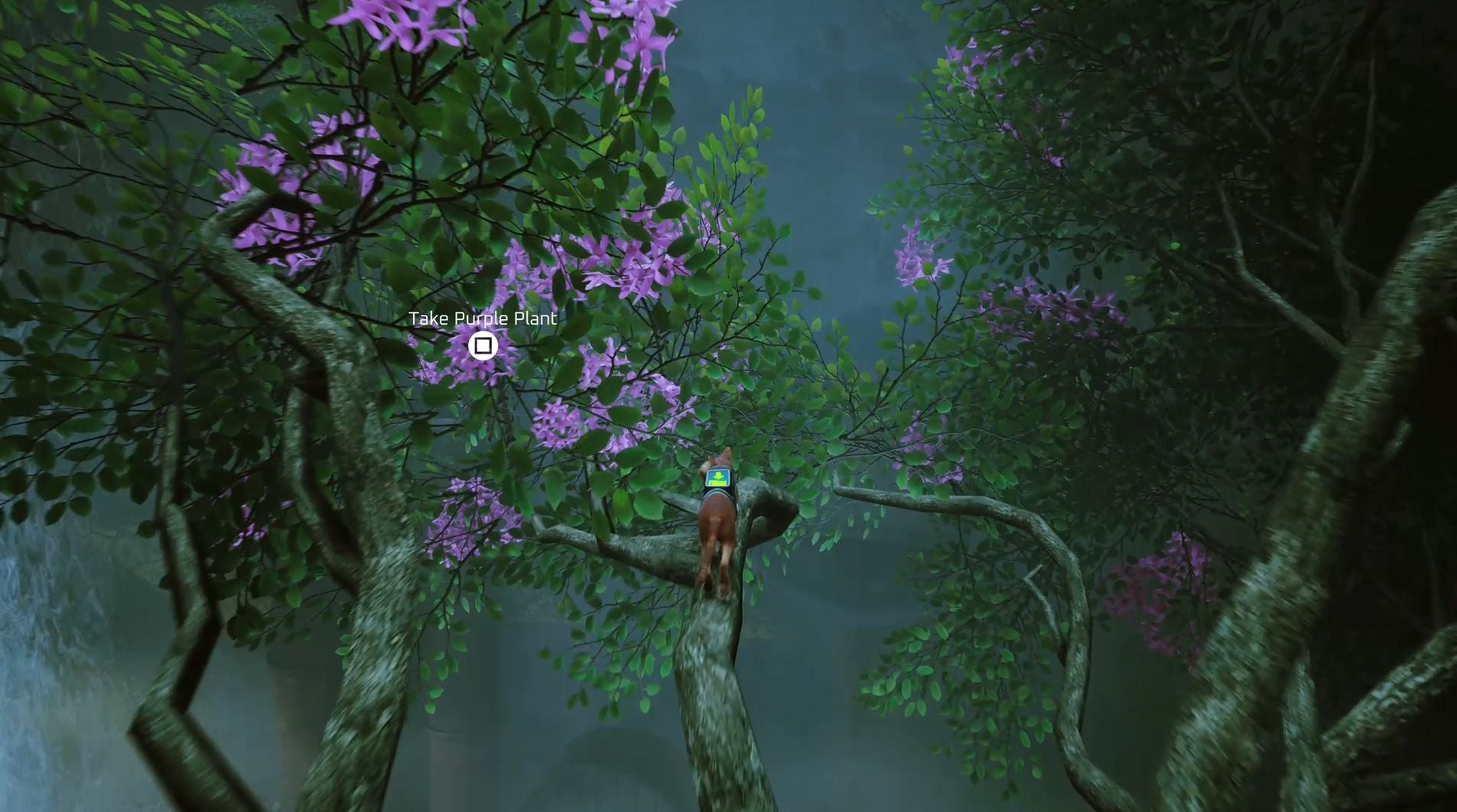 Stray red plant  yellow plant and purple plant locations explained - 54