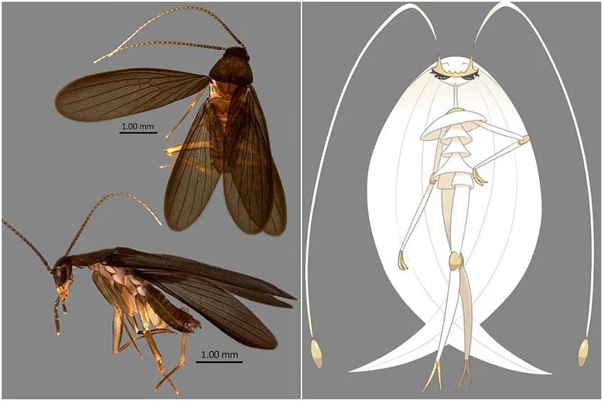 A side-by-side comparison of Nocticola pheromosa and the Pokémon Pheromosa
