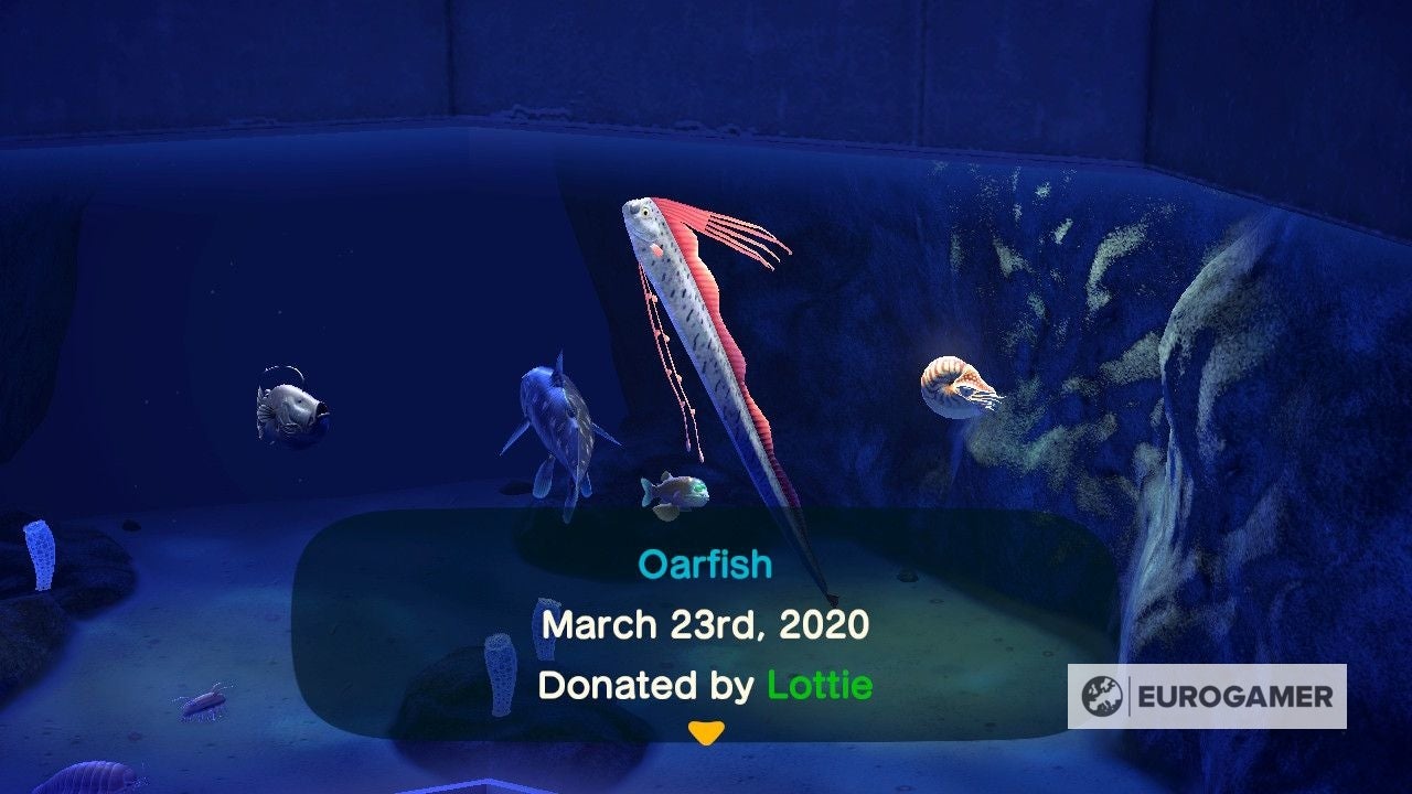New Bugs and Fish in December  Everything arriving and leaving this month in Animal Crossing  New Horizons - 78