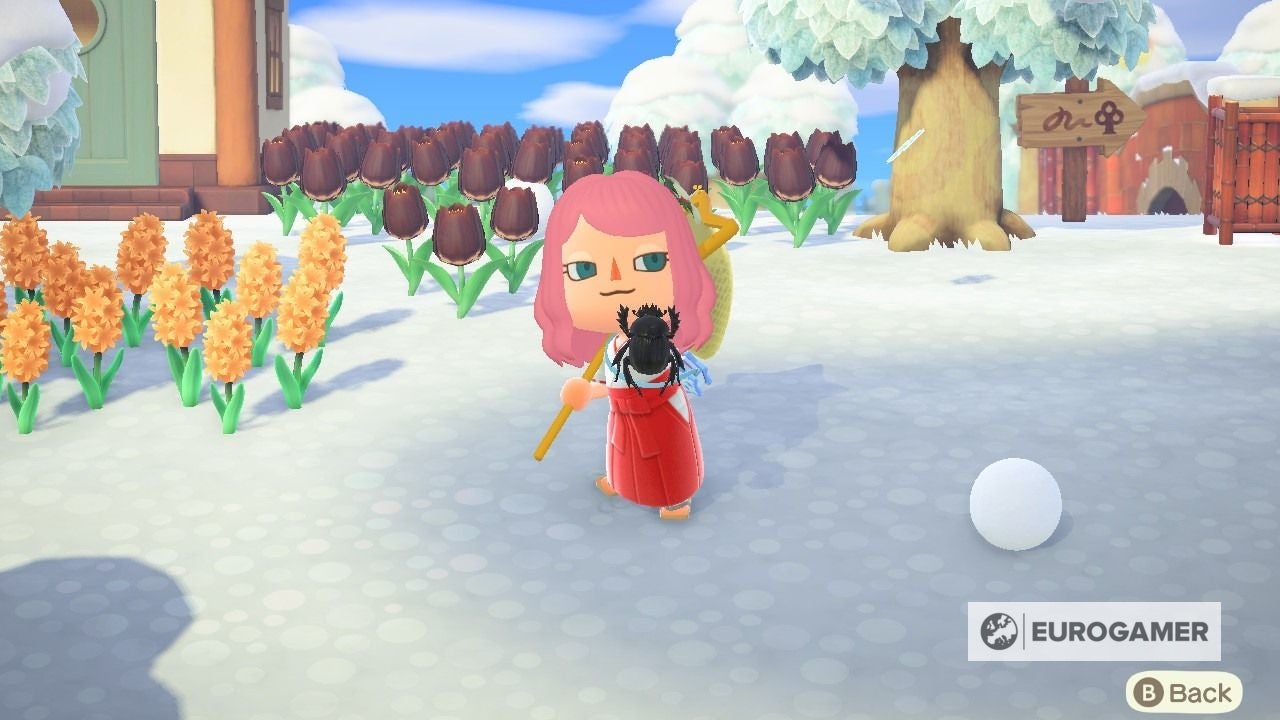 New Bugs and Fish in February  Everything arriving and leaving this month in Animal Crossing  New Horizons - 61