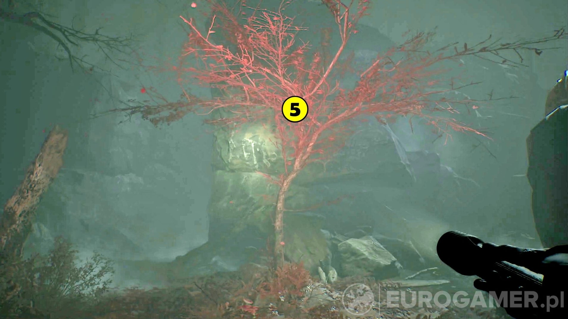 Obrazki dla Blair Witch - Rozdział 14: poszukiwanie psa, czerwone drzewo
