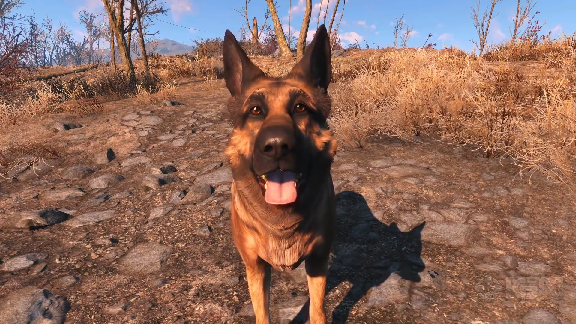 Bilder zu Fallout-Entwickler nimmt Abschied von River, Dogmeats flauschiger Darstellerin