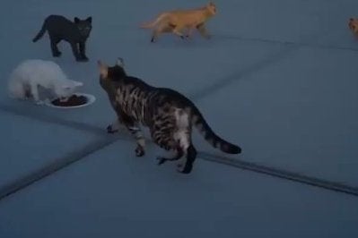Image for Final Fantasy 15 will let you play as a cat