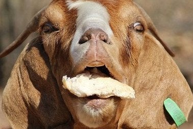 Image for Goat Simulator and I Am Bread team up for GoatBread DLC