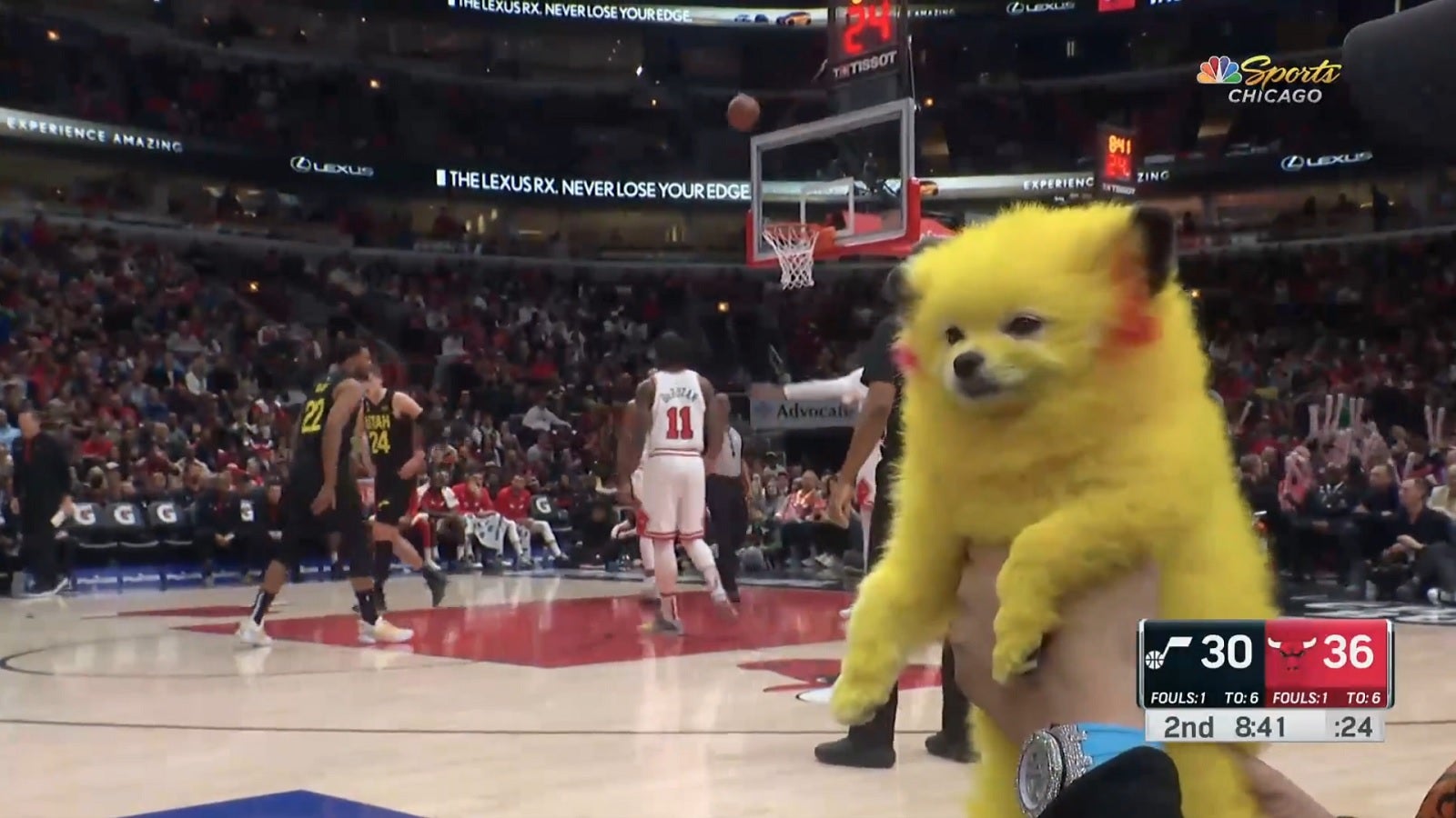 Obrazki dla Pies Pikachu wywołał zamieszanie na meczu NBA. Właściciel dostał mandat