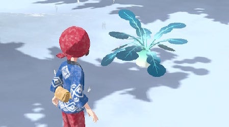 Image for Pokémon Legends Arceus - Sand Radish locations for Request 71 explained