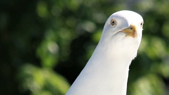 Image for Someone should make a game about: Seagulls
