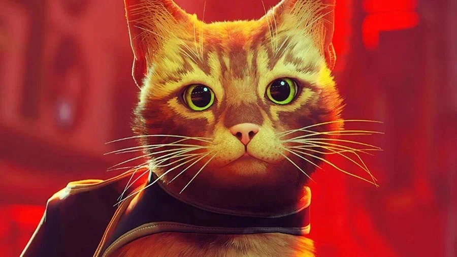 Imagem para Stray é a face de novas iniciativas caridosas para salvar a vida de gatos