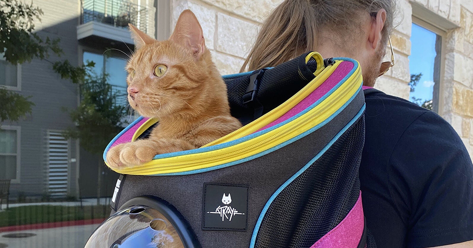 Imagen para Anunciada una mochila para transportar gatos oficial de Stray
