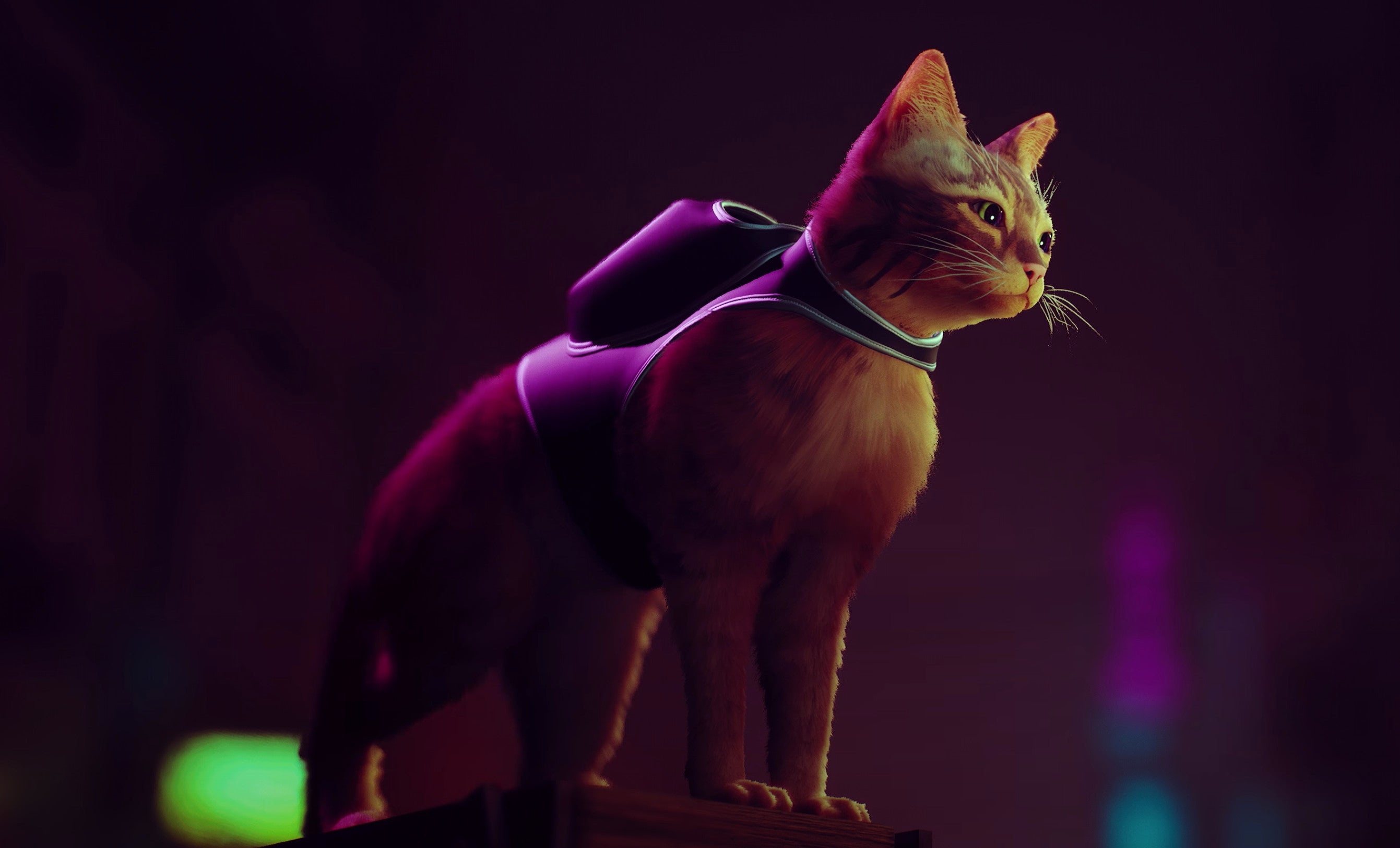 Stray, il gioco che ci mette nei panni di un adorabile gatto uscirà ...
