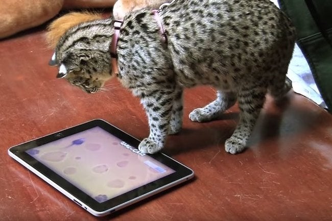 The truth about cats and dogs (playing video games) | Eurogamer.net