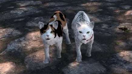 Image for This Skyrim mod lets you adopt cats - if you can convince them