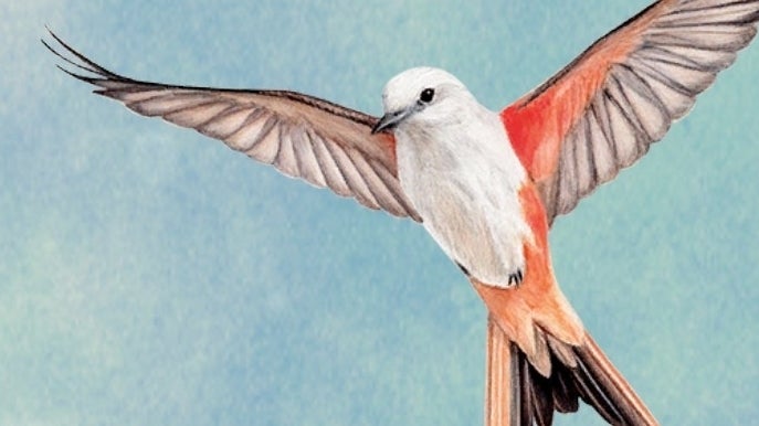 Bird-themed digital board game adaptation Wingspan's European Expansion out  in May | Eurogamer.net